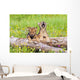 Wolf Cubs On Log Wall Mural