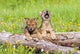 Wolf Cubs On Log Wall Mural
