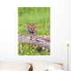 Young Wolf Cub Peering Over Log Wall Mural