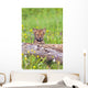 Young Wolf Cub Peering Over Log Wall Mural