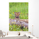 Young Wolf Cub Peering Over Log Wall Mural