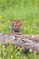 Young Wolf Cub Peering Over Log Wall Mural