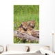 Wolf Cubs On Log Wall Mural