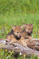 Wolf Cubs On Log Wall Mural