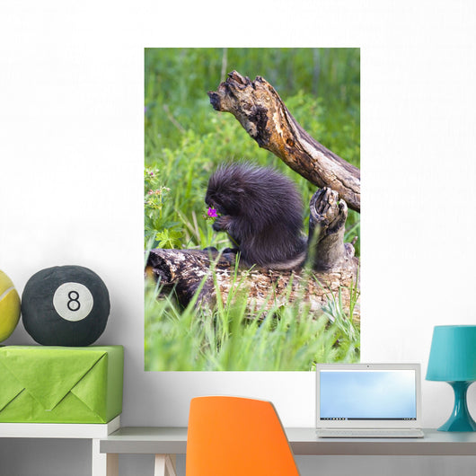 Porcupine Baby Eating Flower Wall Mural