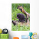 Porcupine Baby Eating Flower Wall Mural