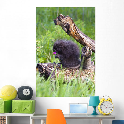 Porcupine Baby Eating Flower Wall Mural