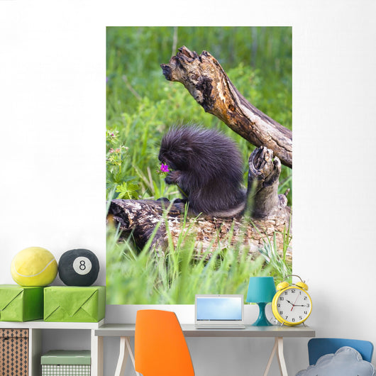 Porcupine Baby Eating Flower Wall Mural