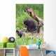 Porcupine Baby Eating Flower Wall Mural