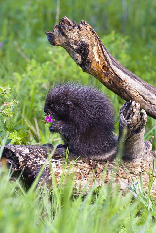 Porcupine Baby Eating Flower Wall Mural