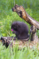 Porcupine Baby Eating Flower Wall Mural