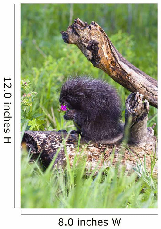 Porcupine Baby Eating Flower Wall Mural