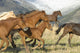 Horses Running Wall Mural