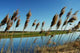 Reed Wall Decal