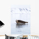 Seal Resting Wall Decal