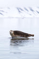 Seal Resting Wall Decal