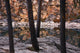 Horseshoe Lake, Jasper National Park, Alberta, Canada Wall Mural
