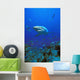 Caribbean Reef Shark Wall Mural