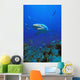 Caribbean Reef Shark Wall Mural
