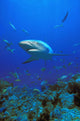 Caribbean Reef Shark Wall Mural