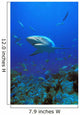 Caribbean Reef Shark Wall Mural