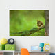 Red Squirrel On A Tree Branch Wall Mural