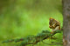 Red Squirrel On A Tree Branch Wall Mural