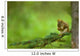 Red Squirrel On A Tree Branch Wall Mural