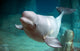 Beluga whale Wall Mural