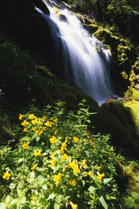 Proxy Falls Wall Mural