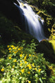 Proxy Falls Wall Mural