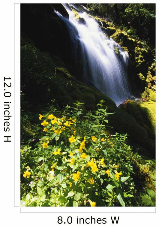 Proxy Falls Wall Mural