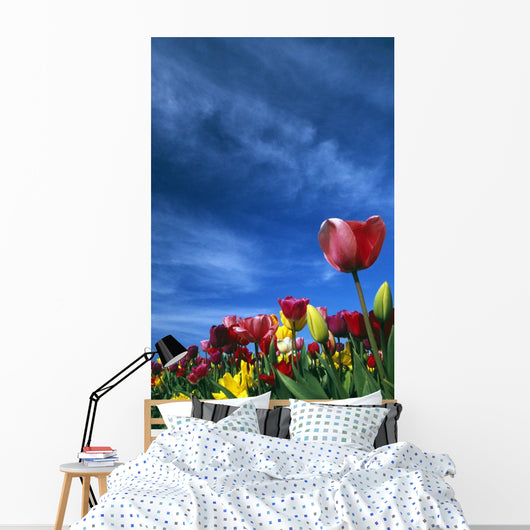Tulips In Field Wall Mural