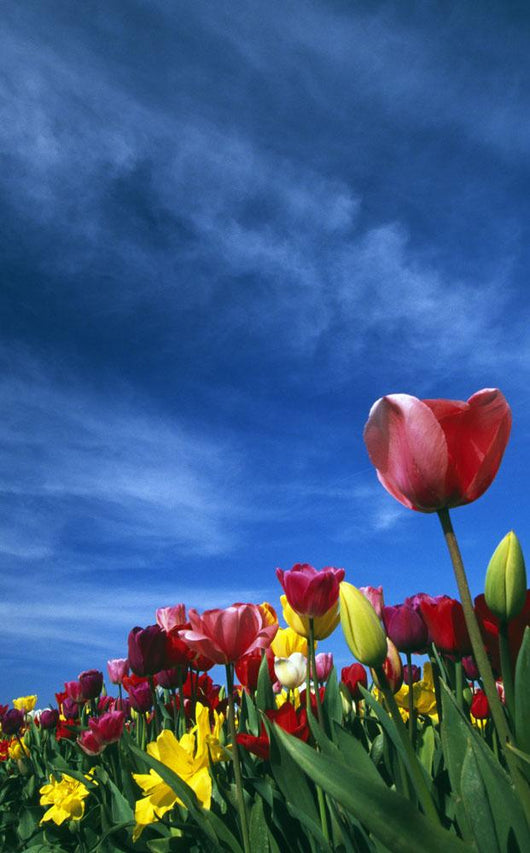 Tulips In Field Wall Mural