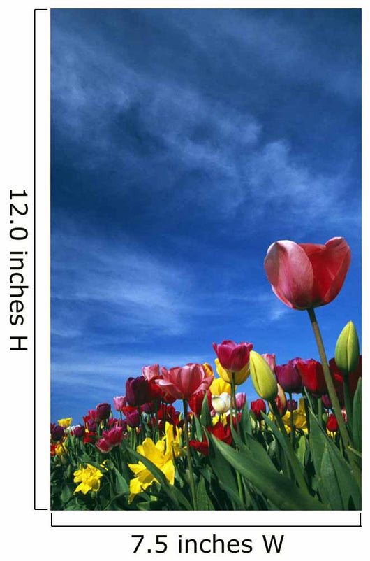 Tulips In Field Wall Mural