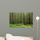 Old Growth Forest Wall Mural