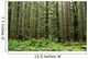 Old Growth Forest Wall Mural