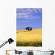 Oak Tree In Wheat Field Wall Mural