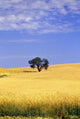 Oak Tree In Wheat Field Wall Mural