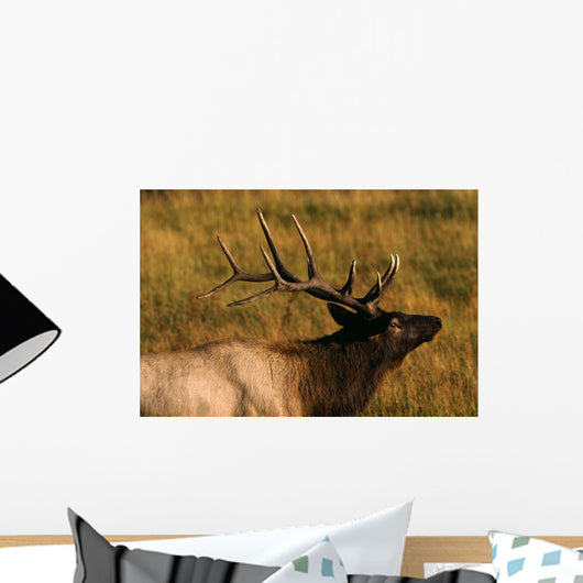 Bull Elk Wall Mural
