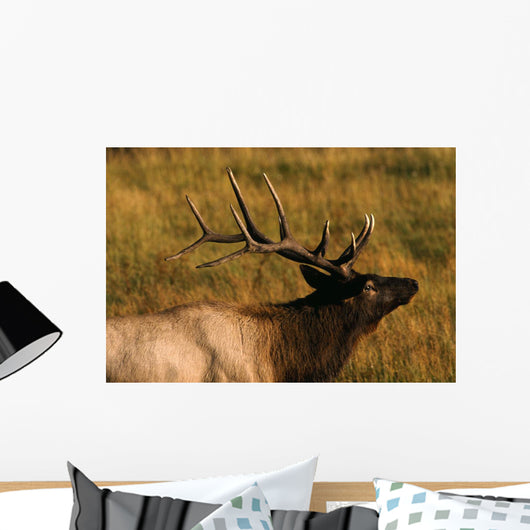 Bull Elk Wall Mural