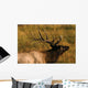 Bull Elk Wall Mural