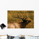 Bull Elk Wall Mural