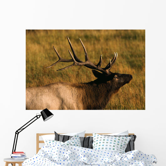 Bull Elk Wall Mural