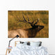 Bull Elk Wall Mural