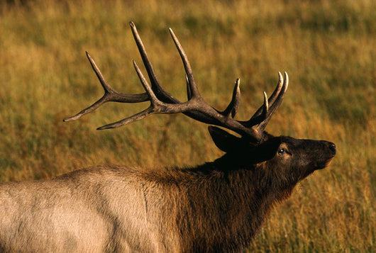 Bull Elk Wall Mural