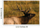 Bull Elk Wall Mural