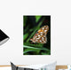 Gulf Fritillary Butterfly On A Leaf Wall Mural