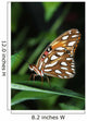 Gulf Fritillary Butterfly On A Leaf Wall Mural