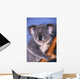 Koala On Tree Branch Wall Mural